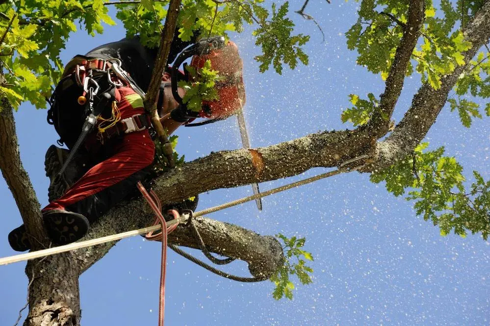 entreprise d'élagage près de Ingré 