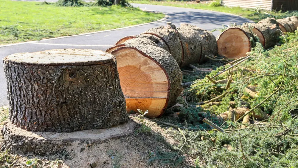 entreprise d'abattage près de Ingré 