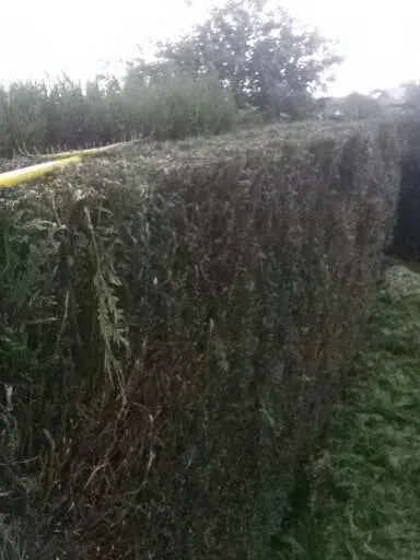 taille de haie près de Ingré 